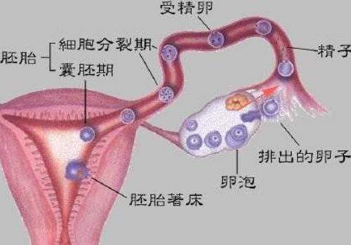 试管婴儿费用要多少钱